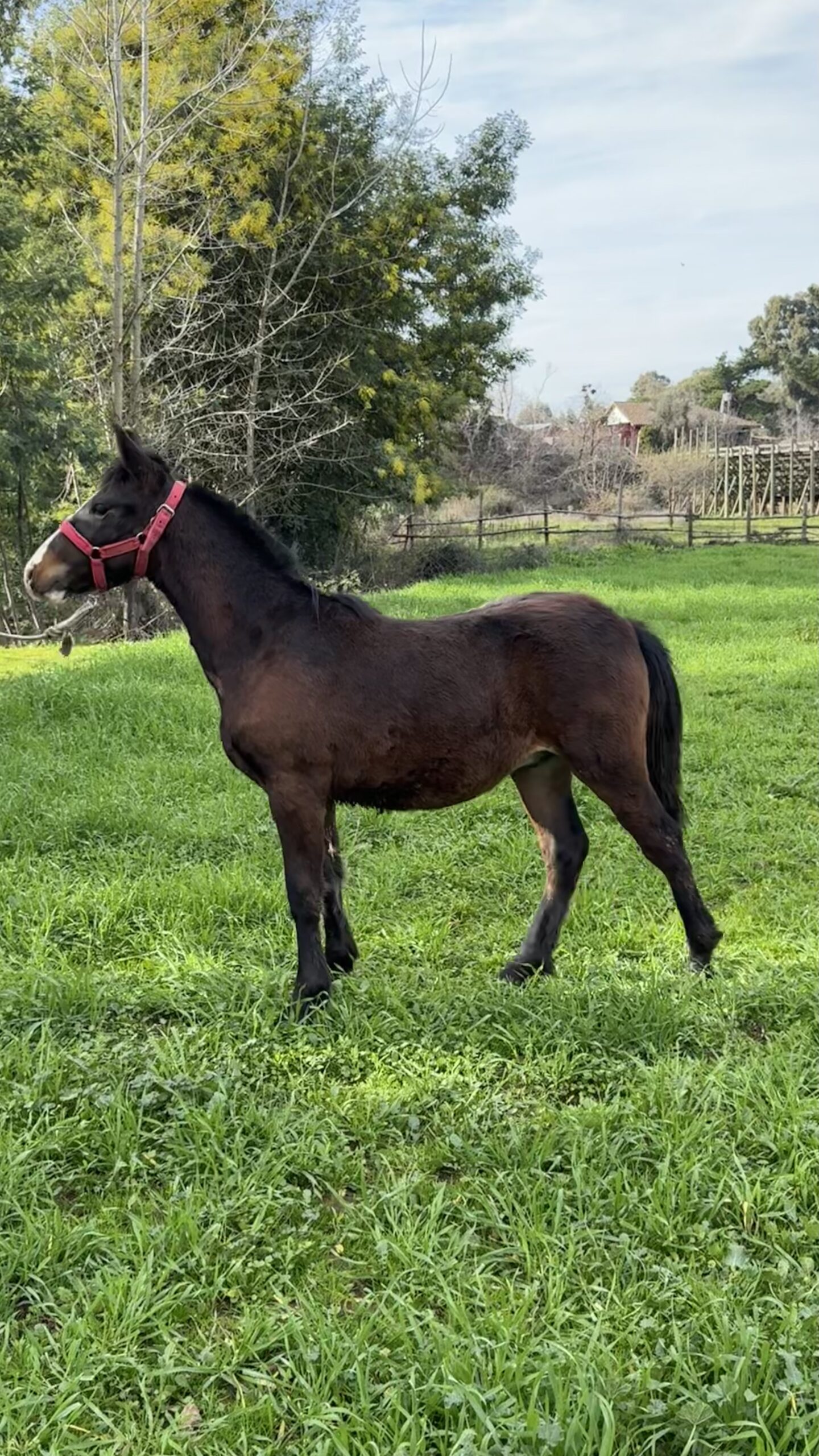 Potrillo nieto de Estruendo en madre Tentación