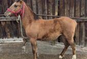 Potranca hija de Sablazo en madre Escándalo