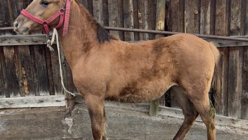 Potranca hija de Sablazo en madre Escándalo