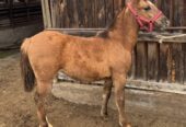 Potranca hija de Sablazo en madre Escándalo