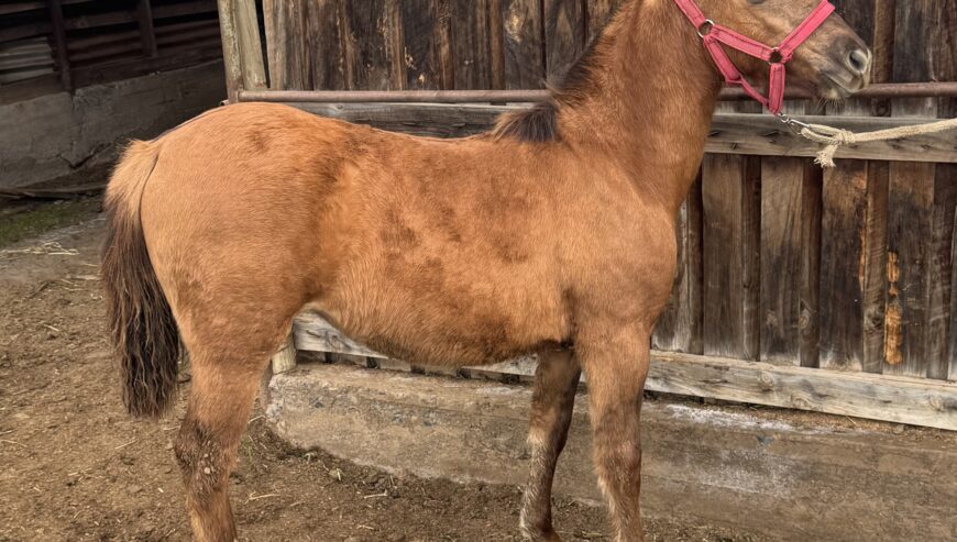 Potranca hija de Sablazo en madre Escándalo