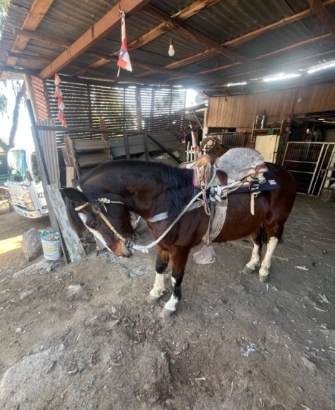 Caballo Chileno Corriendo