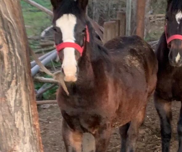 Potrillo nieto de Estruendo en madre Tentación