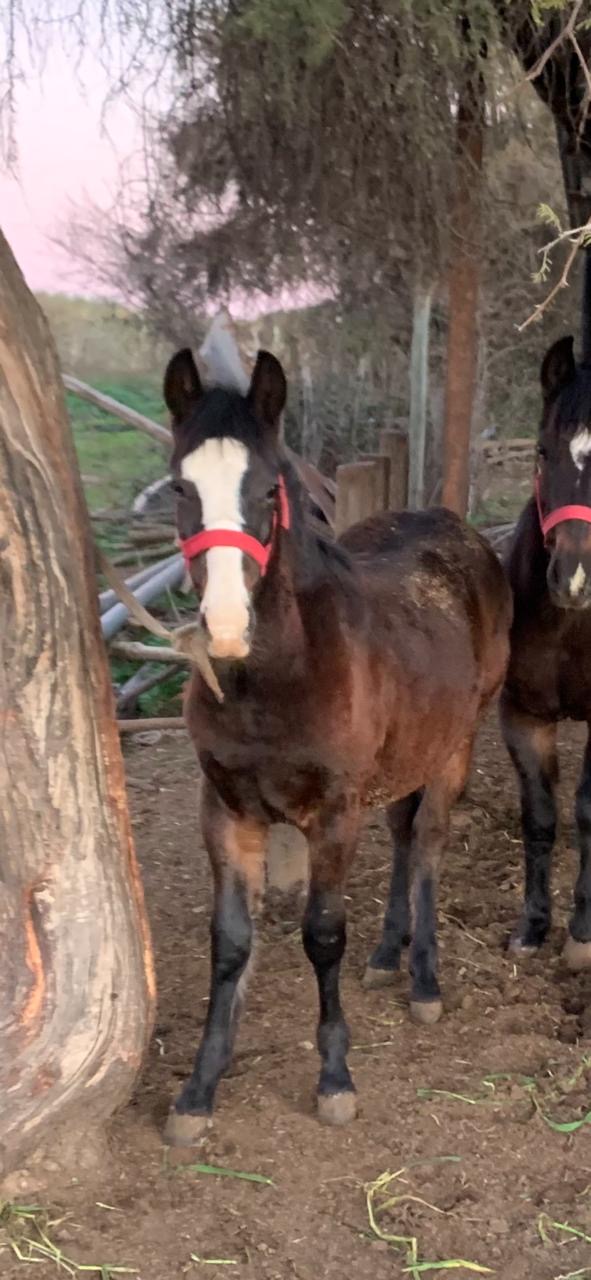 Potrillo nieto de Estruendo en madre Tentación