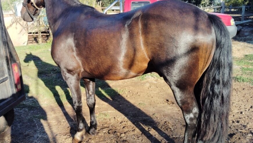 Vendo o permuto Caballo Maestro