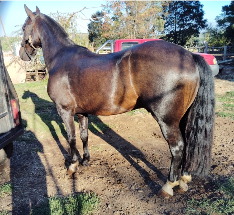 Vendo o permuto Caballo Maestro