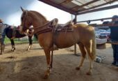 Vendo Caballo Corralero a Toda Prueba