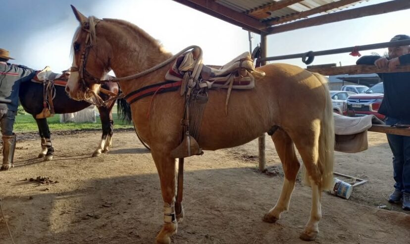 Vendo Caballo Corralero a Toda Prueba