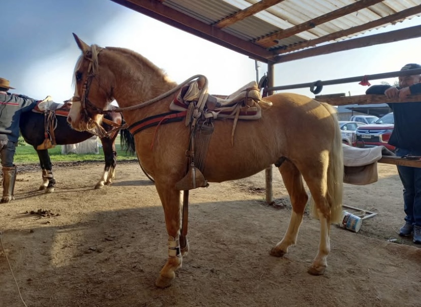 Vendo Caballo Corralero a Toda Prueba
