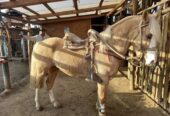 Vendo Caballo Corralero a Toda Prueba