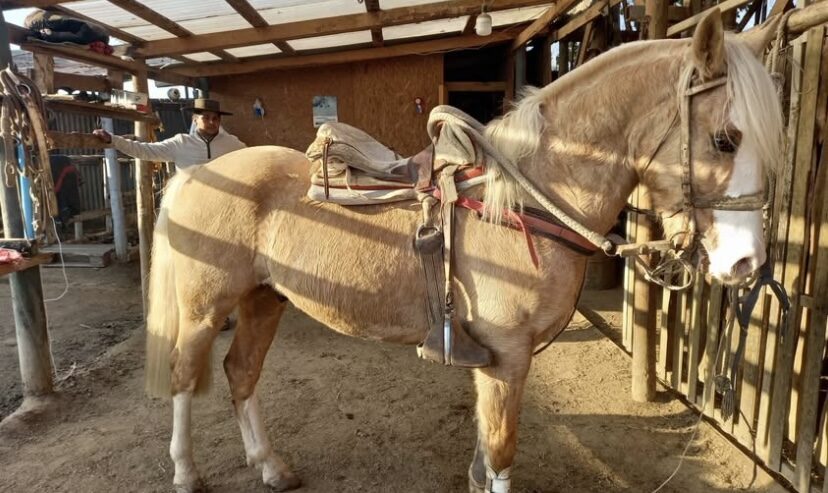 Vendo Caballo Corralero a Toda Prueba