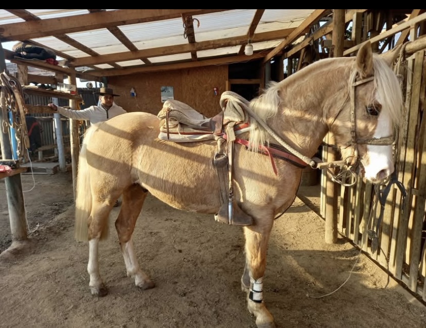Vendo Caballo Corralero a Toda Prueba