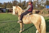 Vendo Caballo Corralero a Toda Prueba