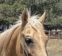 Applesauce (Quarter Horse) En venta