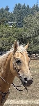 Applesauce (Quarter Horse) En venta
