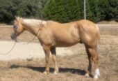 Applesauce (Quarter Horse) En venta