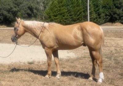 american-quarter-horse-gelding-11years-15-1-hh-palomino-trailhorses-ranch-riding-horses-paicines-ca_cec31147-2a74-4b5b-81cf-6d7ffc37973b