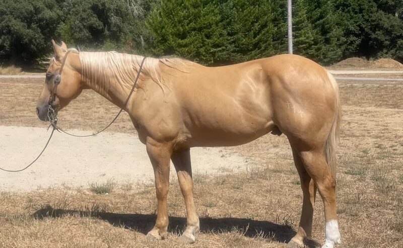 Applesauce (Quarter Horse) En venta