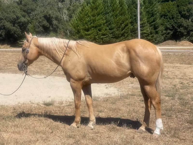 Applesauce (Quarter Horse) En venta