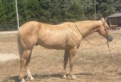 Applesauce (Quarter Horse) En venta