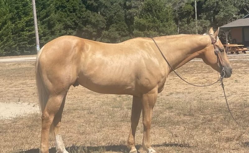 Applesauce (Quarter Horse) En venta