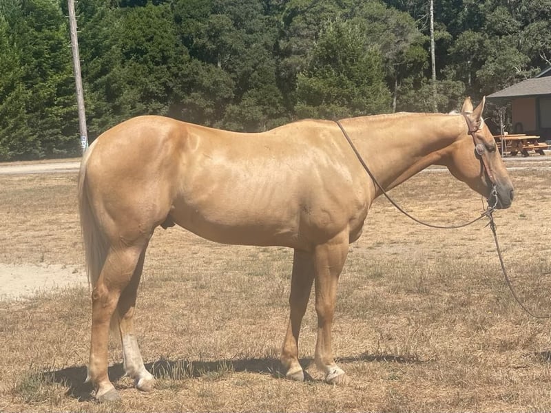 Applesauce (Quarter Horse) En venta