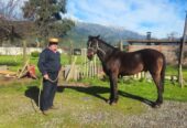 Magnifico Ejemplar Caballo Chileno Puro-Don Augusto