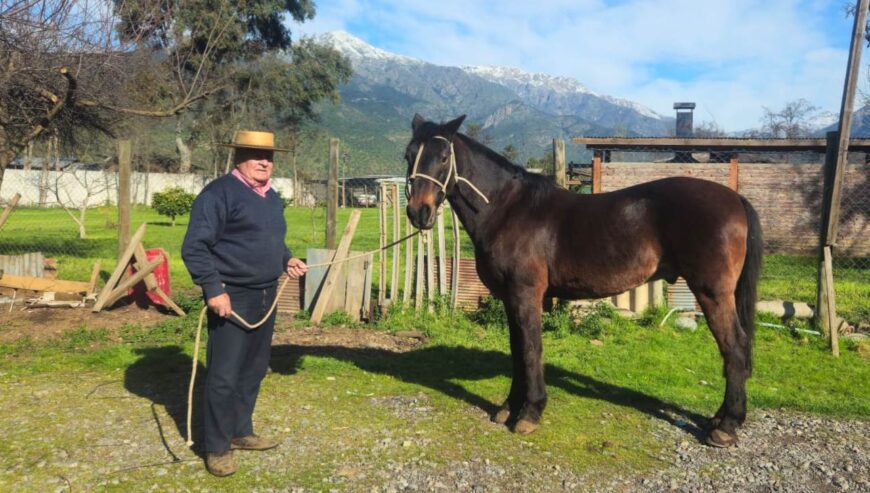 Magnifico Ejemplar Caballo Chileno Puro-Don Augusto