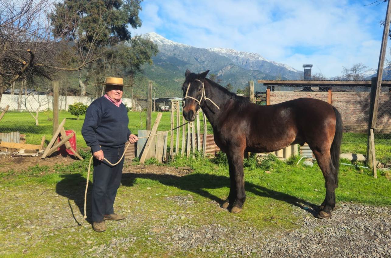 Magnifico Ejemplar Caballo Chileno Puro-Don Augusto
