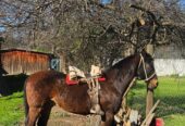 Magnifico Ejemplar Caballo Chileno Puro-Don Augusto