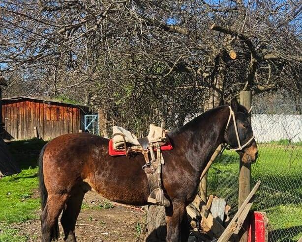 Magnifico Ejemplar Caballo Chileno Puro-Don Augusto