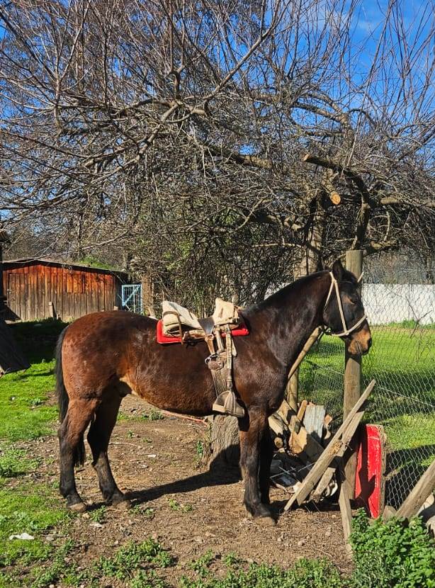 Magnifico Ejemplar Caballo Chileno Puro-Don Augusto