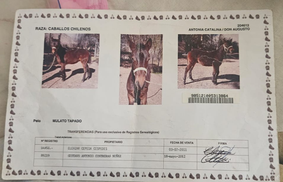Magnifico Ejemplar Caballo Chileno Puro-Don Augusto