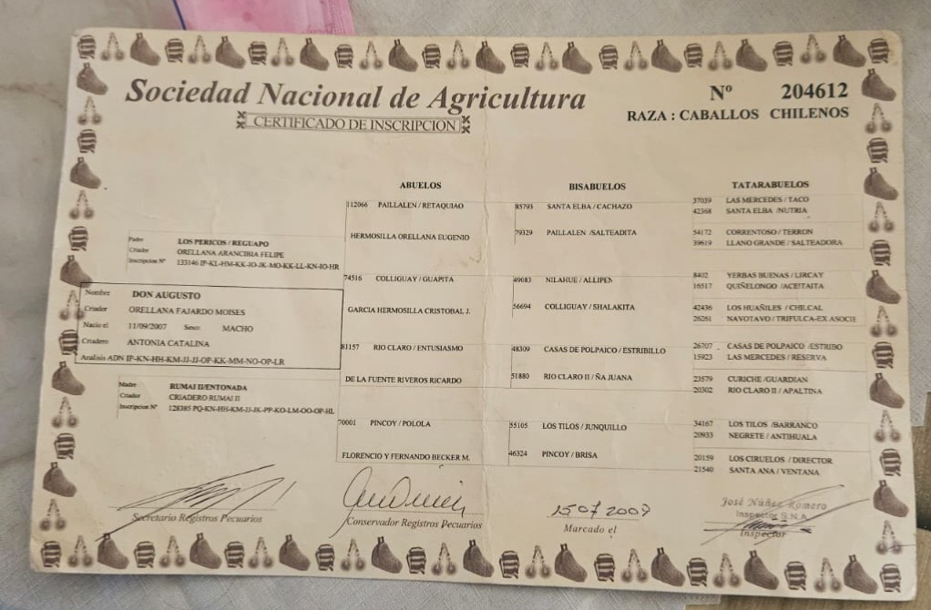 Magnifico Ejemplar Caballo Chileno Puro-Don Augusto