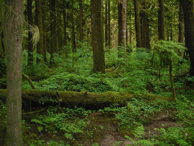 Vendo campo cerca de Villarrica