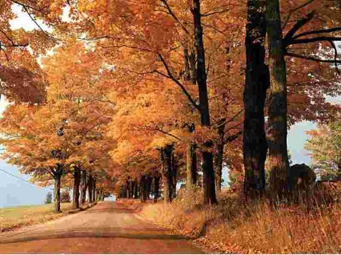 Vendo campo cerca de Villarrica