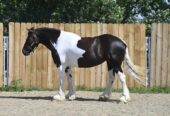 Desty (Friesian horse) caballo en Venta