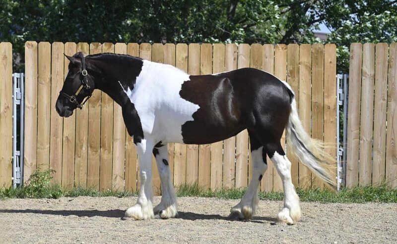 Desty (Friesian horse) caballo en Venta