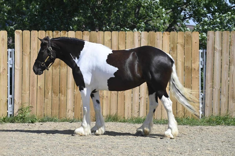 Desty (Friesian horse) caballo en Venta