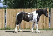 Desty (Friesian horse) caballo en Venta
