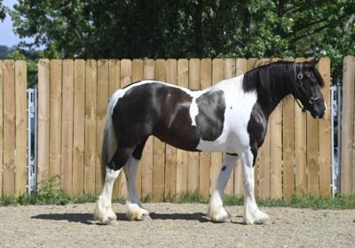 friesian-horses-mare-9years-15-hh-tobiano-all-colors-trailhorses-ranch-riding-horses-millersburg-oh_6f38a260-e317-4788-8ca8-7728b585b4ed