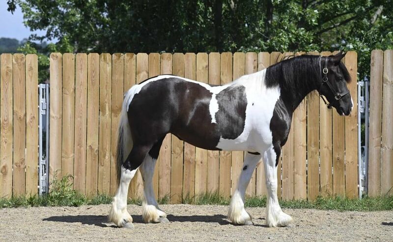 Desty (Friesian horse) caballo en Venta