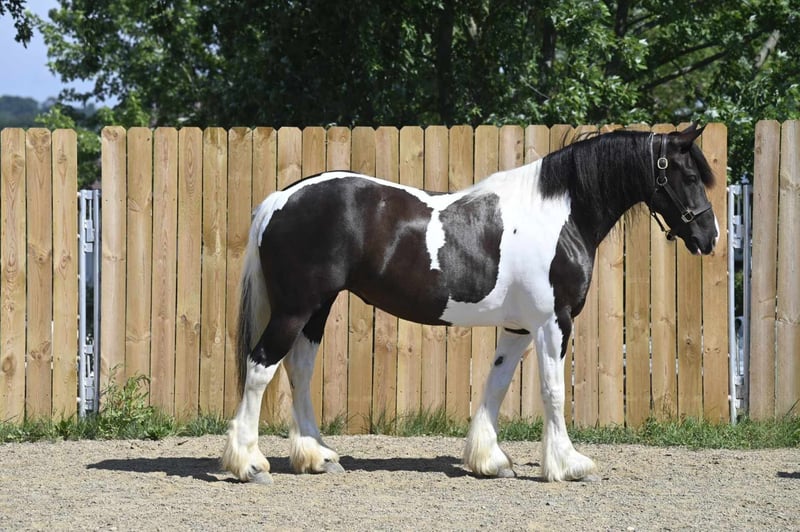 Desty (Friesian horse) caballo en Venta