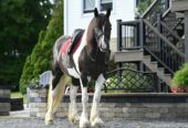 Desty (Friesian horse) caballo en Venta