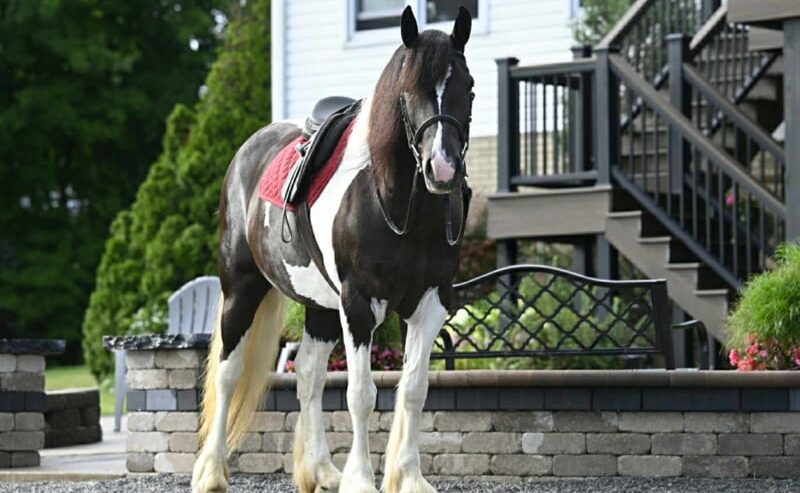 Desty (Friesian horse) caballo en Venta
