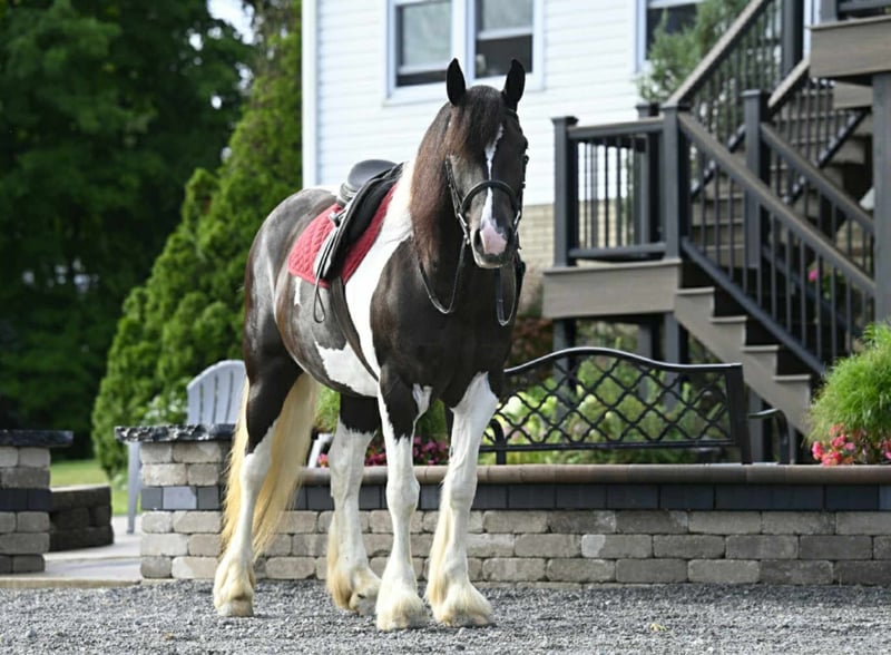 Desty (Friesian horse) caballo en Venta