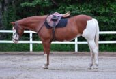 Cheeks (Paint Horse) en vente
