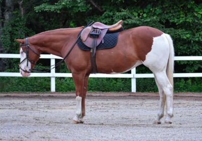 paint-horse-mare-8years-15-hh-chestnut-ranch-riding-horses-english-pleasure-showhorses-westernhorses-middleboro_13a27e64-5665-42ca-8844-aa1e997538ea