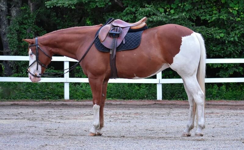 Cheeks (Paint Horse) en vente