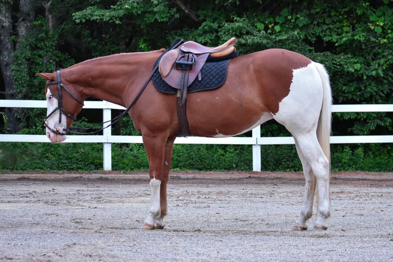 Cheeks (Paint Horse) en vente
